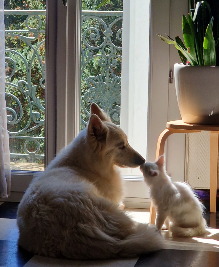 Nova et Alba, mascottes de Formanov